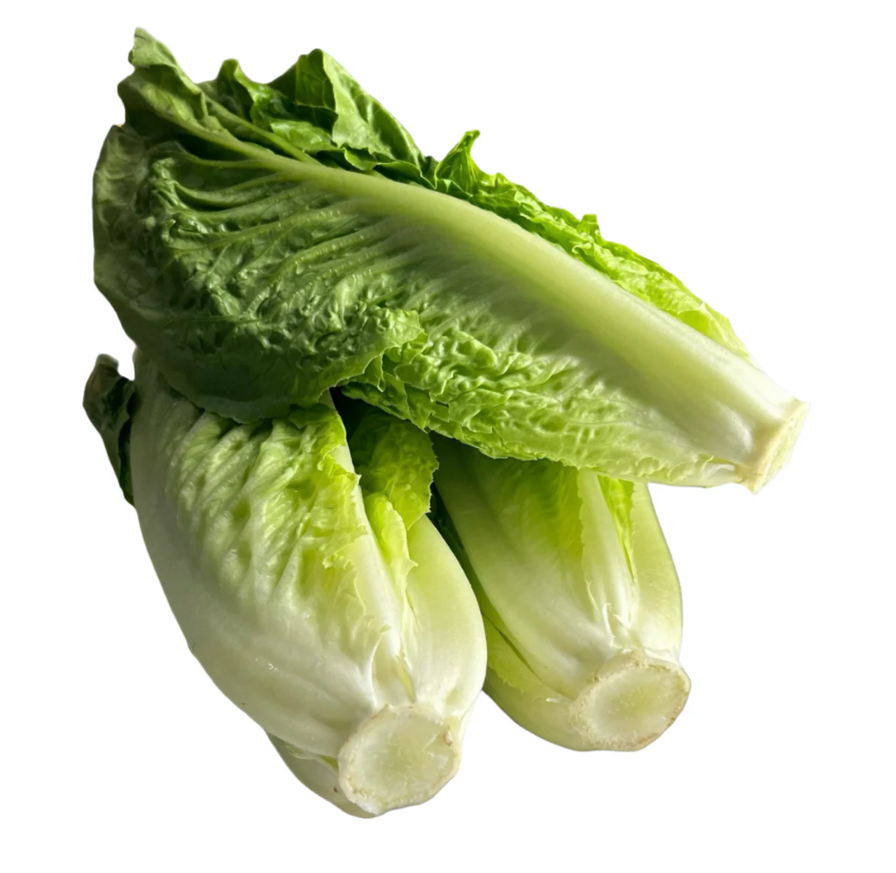 Romaine Lettuce